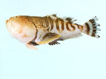 Image of Ichthyscopus insperatus (Doubleband stargazer)