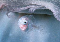 Image of Icichthys lockingtoni (Medusafish)
