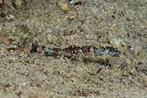 Image of Idiotropiscis australe (Southern little pipehorse)