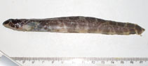 Image of Argentinolycus elongatus 