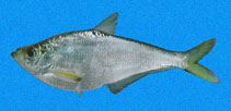Image of Ilisha fuerthii (Pacific ilisha)