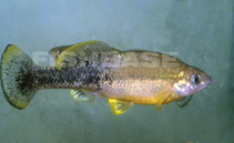 Image of Ilyodon furcidens (Goldbreast splitfin)