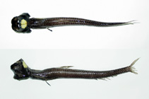 Image of Ipnops agassizii (Grideye fish)