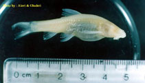 Image of Garra typhlops (Iran cave barb)