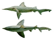 Image of Isogomphodon oxyrhynchus (Daggernose shark)