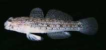 Image of Istigobius spence (Pearl goby)