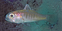 Image of Jaydia photogaster (Silverbelly cardinalfish)