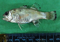 Image of Jaydia truncata (Flagfin cardinalfish)