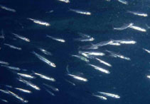 Image of Jenkinsia lamprotaenia (Dwarf round herring)