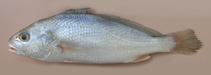 Image of Johnius belangerii (Belanger\