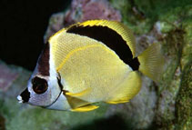 Image of Johnrandallia nigrirostris (Blacknosed butterflyfish)