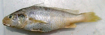 Image of Johnius trewavasae (Trewavas croaker)