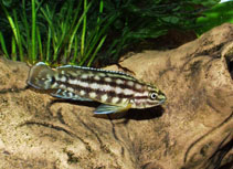 Image of Julidochromis marlieri 