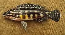 Image of Julidochromis regani (Convict julie)