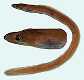 Image of Kaupichthys brachychirus (Shortfin false moray)