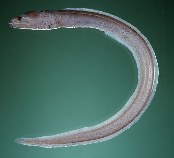 Image of Kaupichthys hyoproroides (False moray)