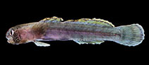 Image of Kelloggella cardinalis (Cardinal goby)