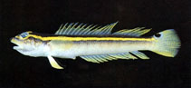 Image of Kochichthys flavofasciatus 