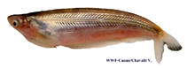 Image of Kryptopterus geminus 