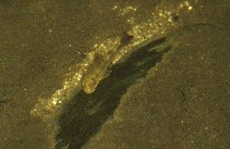 Image of Kronichthys subteres 