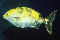 Image of Kyphosus lutescens (Revillagigedo sea chub)