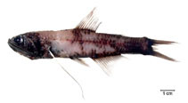 Image of Lampanyctus australis (Southern lanternfish)