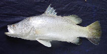 Image of Lates calcarifer (Barramundi)