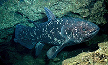 Image of Latimeria chalumnae (Coelacanth)