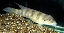 Image of Lamprologus congoensis 