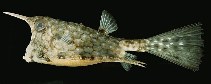 Image of Lactoria cornuta (Longhorn cowfish)