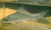 Image of Labeo coubie (African carp)