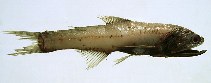 Image of Lampanyctus crocodilus (Jewel lanternfish)