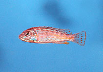 Image of Labidochromis flavigulis (Chisumulu pearl)