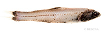 Image of Lampanyctus intricarius (Diamondcheek lanternfish)
