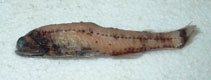 Image of Lampanyctus iselinoides 