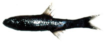 Image of Lampanyctus jordani (Brokenline lanternfish)