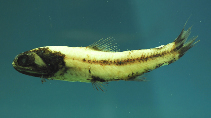 Image of Lampadena luminosa (Luminous lanternfish)