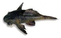 Image of Lasiancistrus caucanus 