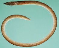 Image of Lamnostoma orientale (Oriental worm-eel)