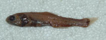Image of Lampanyctus parvicauda (Slimtail lampfish)