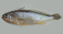 Image of Larimichthys polyactis (Yellow croaker)
