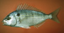 Image of Lagodon rhomboides (Pinfish)
