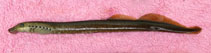 Image of Lampetra richardsoni (Western brook lamprey)