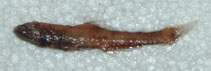 Image of Lampanyctus steinbecki (Longfin lampfish)
