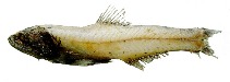 Image of Lampanyctus tenuiformis (Slender lanternfish)