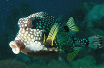 Image of Lactophrys triqueter (Smooth trunkfish)