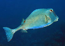 Image of Lactophrys trigonus (Buffalo trunkfish)