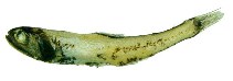 Image of Lampanyctus vadulus 