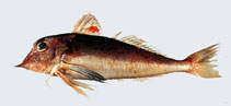 Image of Lepidotrigla alata 