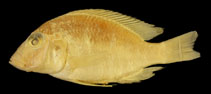 Image of Lethrinops argenteus 